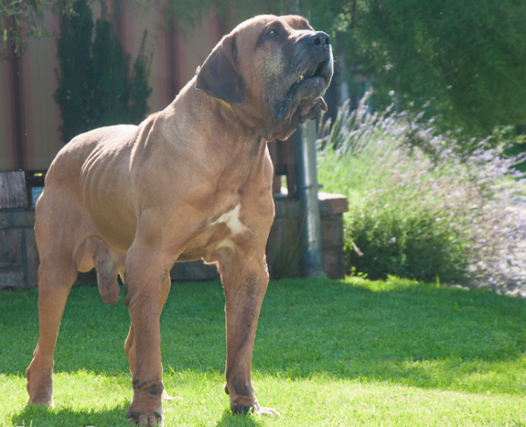 Uno I Sao Jose Da Lapa