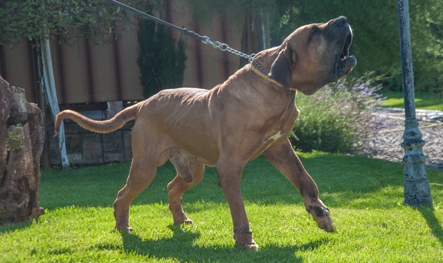 Uno I Sao Jose Da Lapa