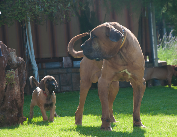 Uno I Sao Jose Da Lapa