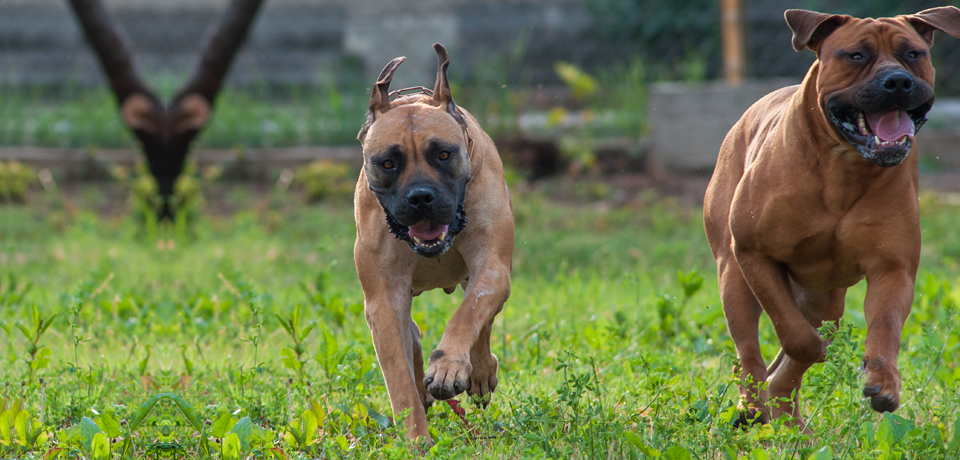 Boerboel